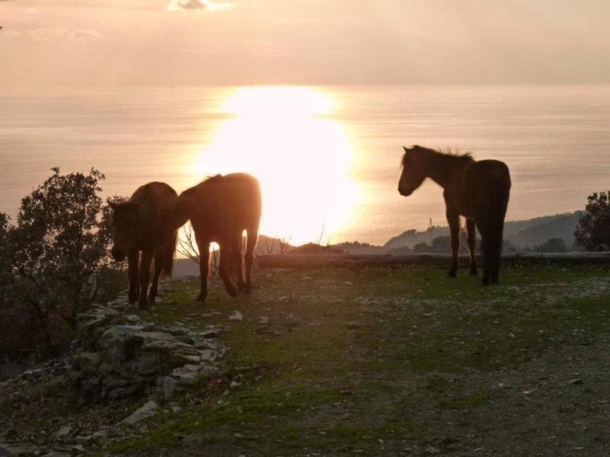 Toumba Eco Farm Guesthouses Plomari Zewnętrze zdjęcie